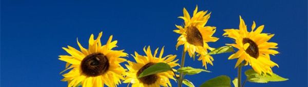 向日葵为何会随着太阳转动?