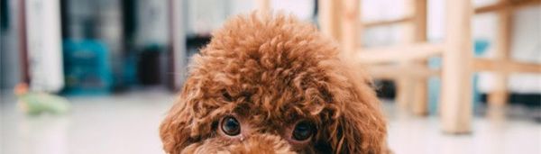 女生为什么不能养泰迪?