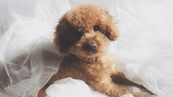 女生为什么不能养泰迪?