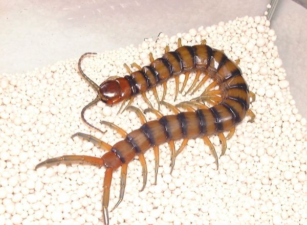 蜈蚣有多少条腿?