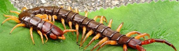 蜈蚣有多少条腿?