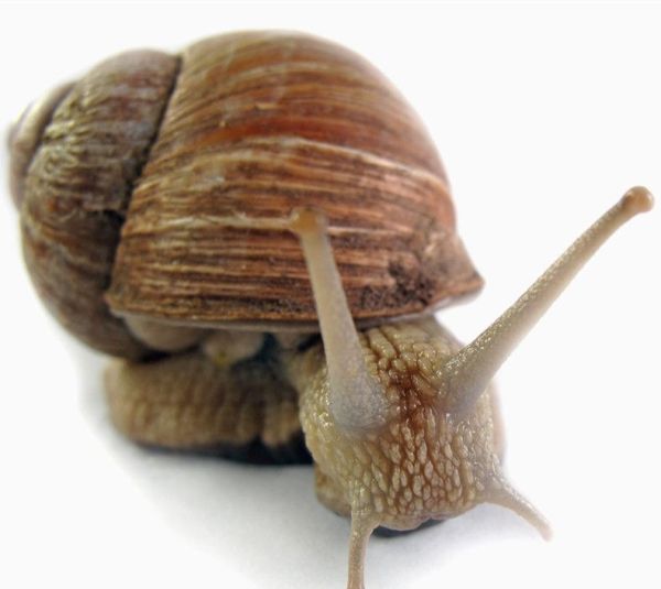 蜗牛有多少颗牙齿?