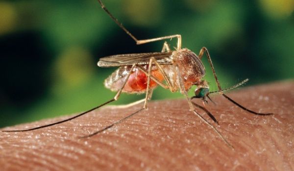 什么血型不招蚊子?