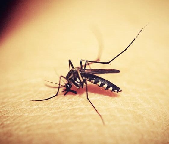 什么血型不招蚊子?