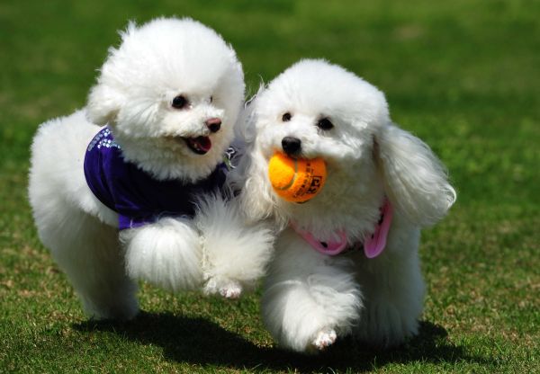 狗为什么不能吃葡萄?