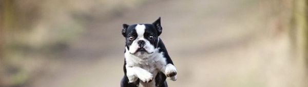 狗为什么不能吃葡萄?