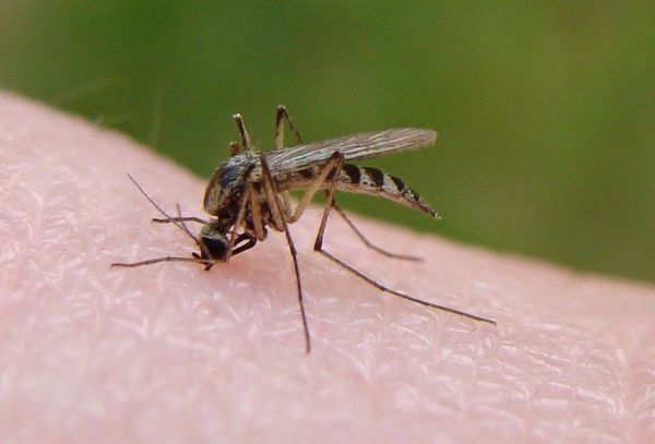 蚊子的寿命有多长?