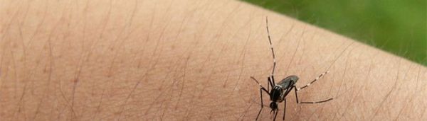 蚊子的寿命有多长?