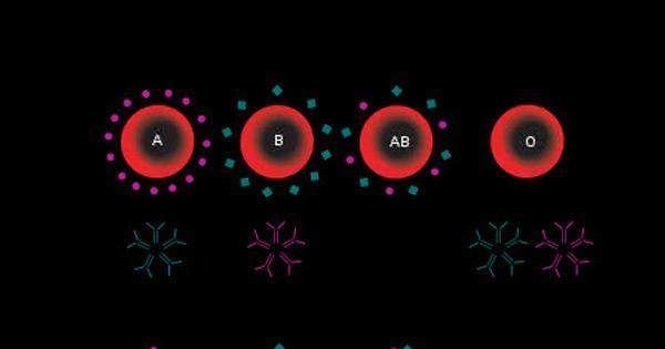 什么血型最稀有?