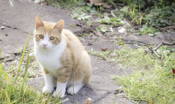 人死后猫跳过去会怎样？