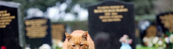人死后猫跳过去会怎样？