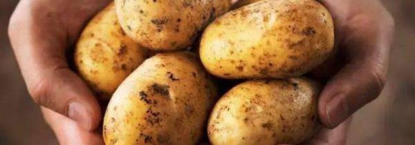 春天怎么防止土豆发芽