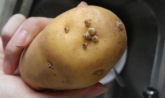 春天怎么防止土豆发芽