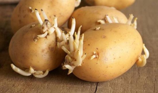 春天怎么防止土豆发芽