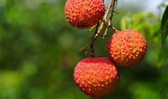 寄荔枝怎么包装不会烂