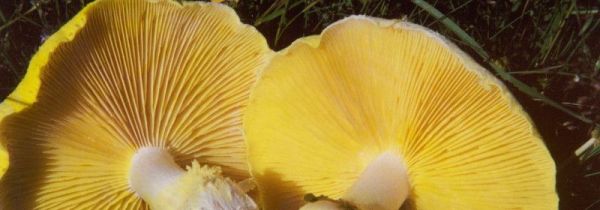 黄蘑菇怎么保存