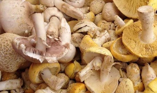 黄蘑菇怎么保存