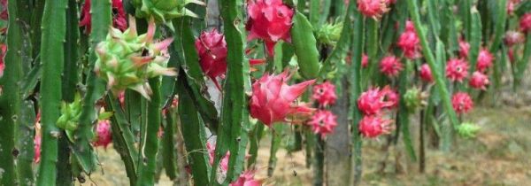 火龙果外皮长毛了还能吃吗