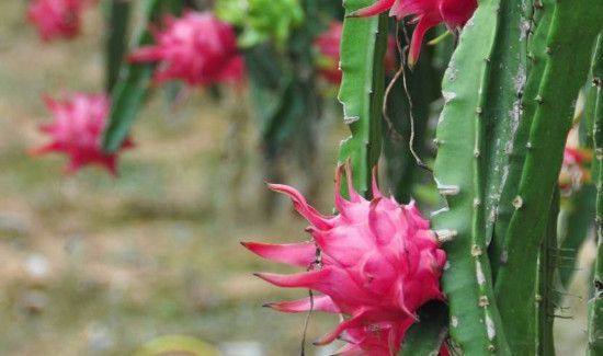 火龙果外皮长毛了还能吃吗