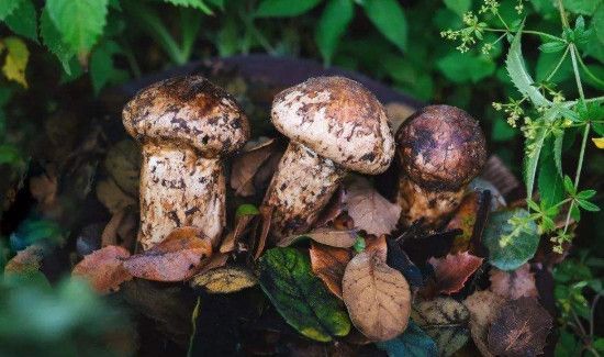 松茸表面的黑色需要刮掉吗