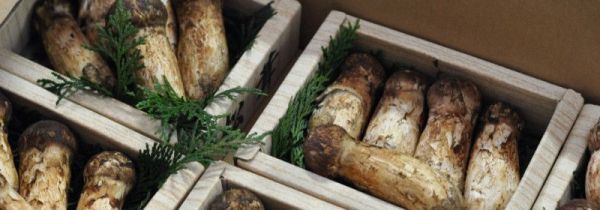 松茸表面的黑色需要刮掉吗