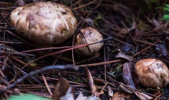 松茸表面的黑色需要刮掉吗