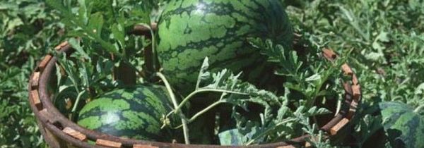 泡水西瓜可以吃吗