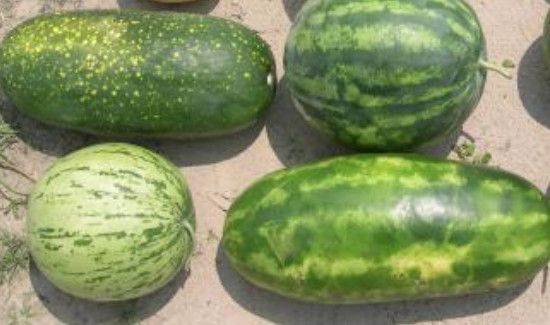 泡水西瓜可以吃吗