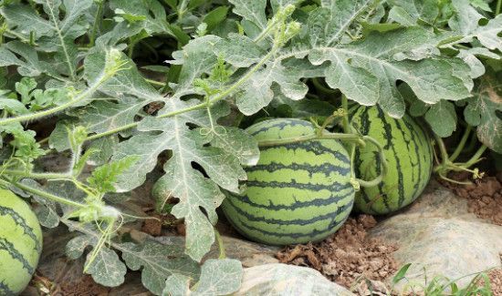 泡水西瓜可以吃吗