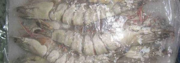 冷冻虾发红了还能吃吗