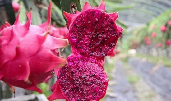 火龙果放冰箱还是常温保存