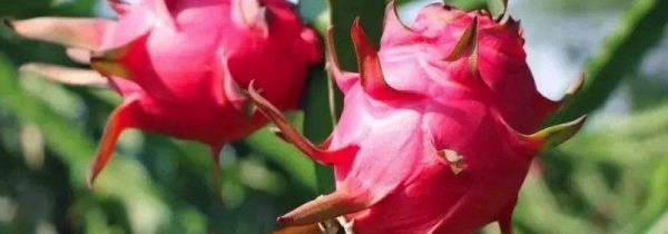 火龙果放冰箱还是常温保存