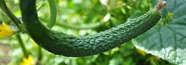 黄瓜储存的方法