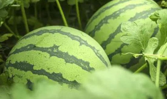 西瓜冰箱放三天能吃吗