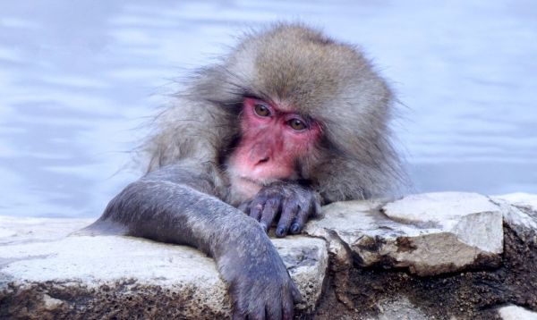 猴赛雷是什么意思?