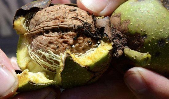 核桃绿皮怎么快速去掉