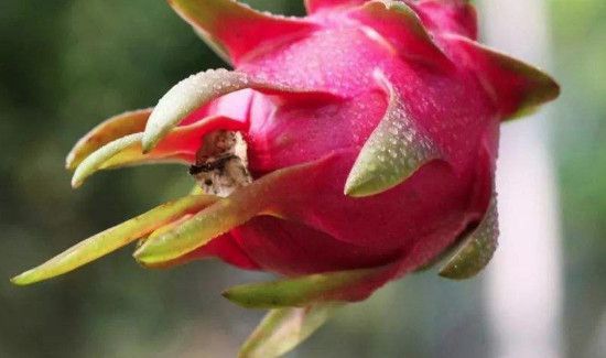 木瓜和火龙果能一起吃吗