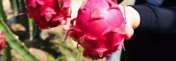 木瓜和火龙果能一起吃吗