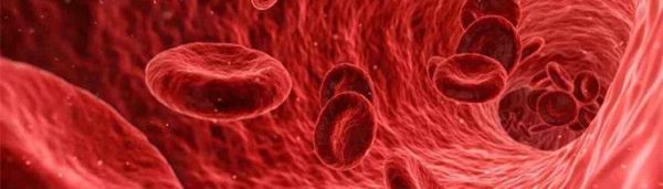 人体有多少血液?