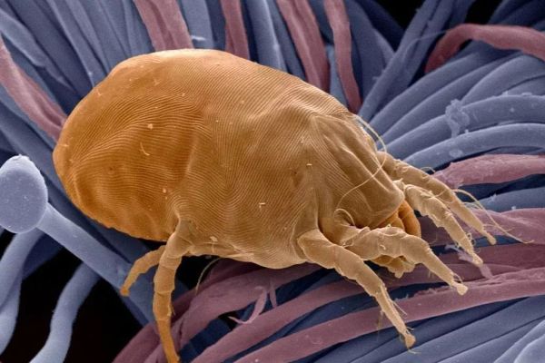 怎么判断床上有螨虫?