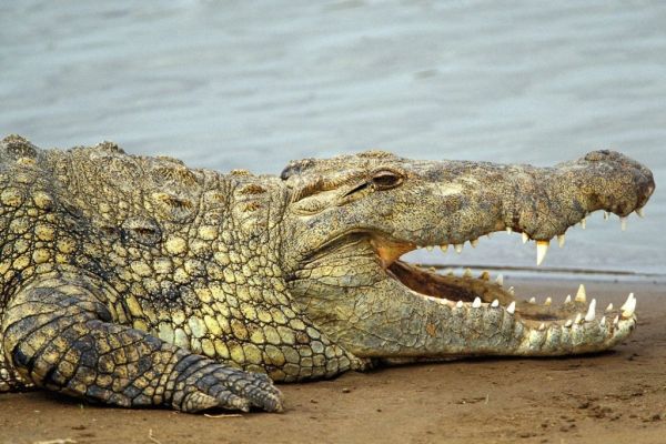 非洲鳄的尾巴有什么作用？