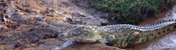 非洲鳄的尾巴有什么作用？