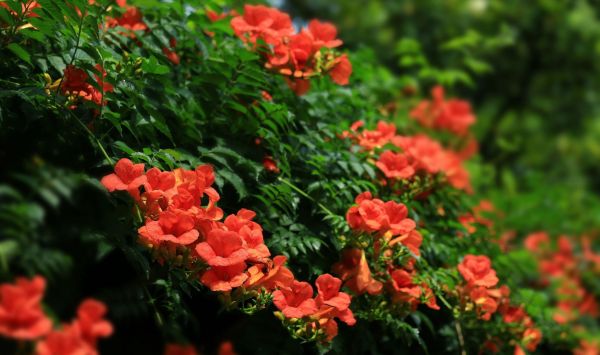 凌霄花为什么叫堕胎花？