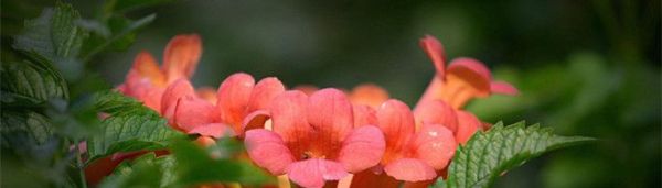 凌霄花为什么叫堕胎花？