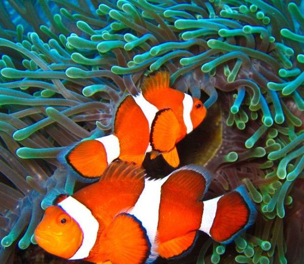 鱼的记忆有多久？