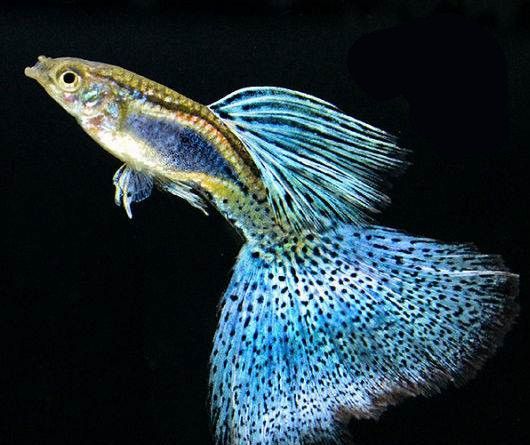 孔雀鱼多久繁殖一次？