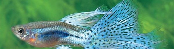 孔雀鱼多久繁殖一次？