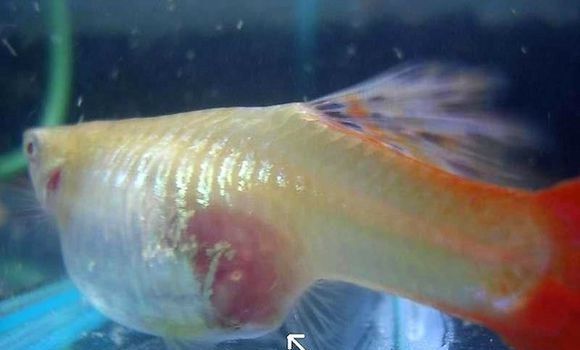 孔雀鱼多久繁殖一次？