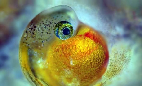 孔雀鱼多久繁殖一次？