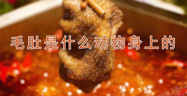 毛肚是什么动物身上的